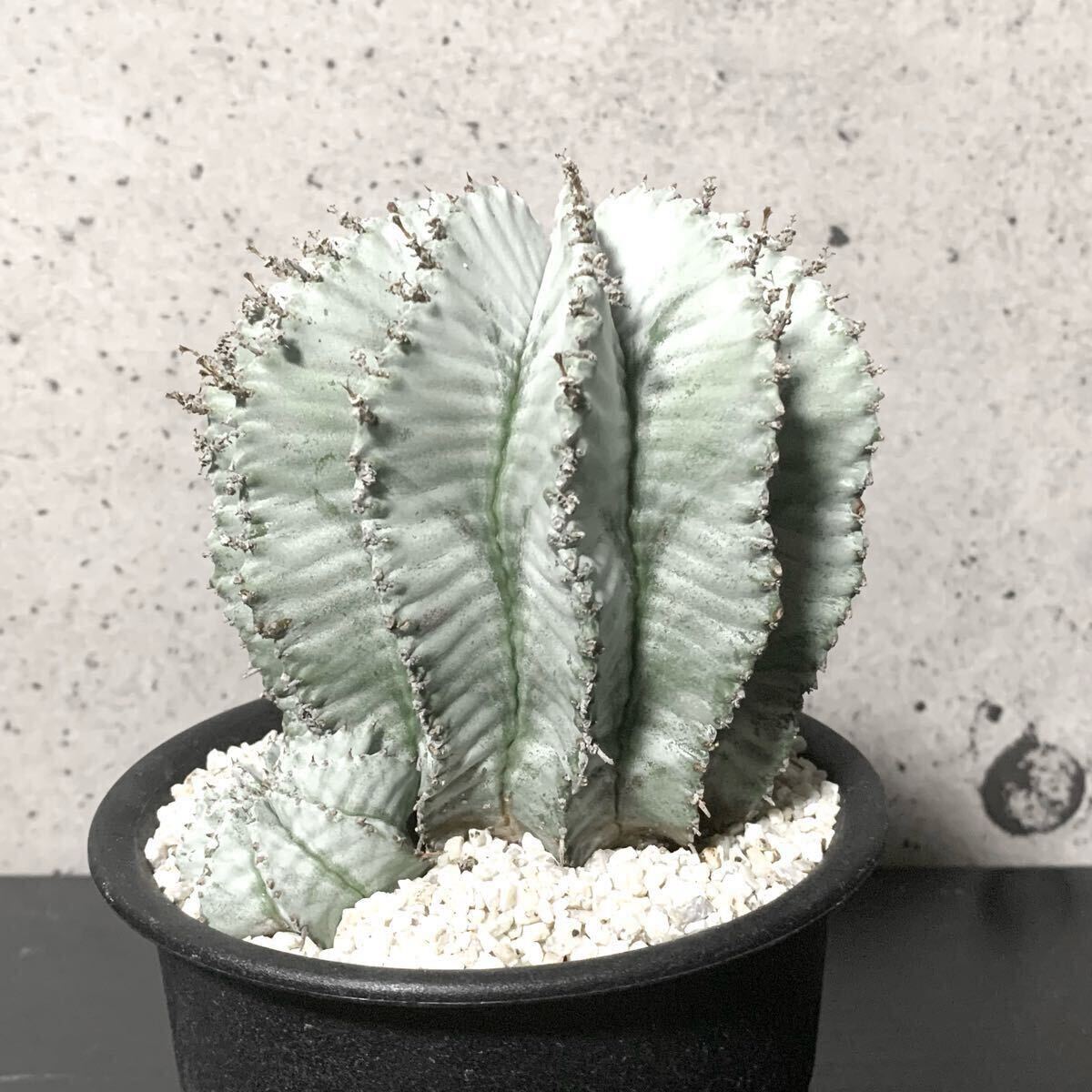 現品】ピスタチア 10号 オージープランツ 9E番 観葉植物 現品】ピスタチア 10号 オージープランツ 9E番 観葉植物