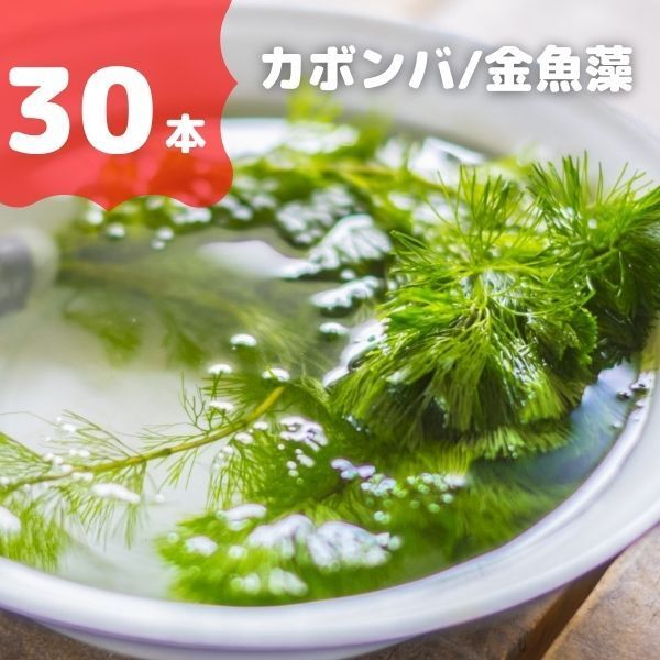 水草　カボンバ　30本　金魚藻　金魚やメダカ水槽に最適