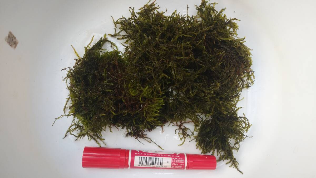 ◯即決◯天然ウィローモス 「大量250g+α」 ヤマト60サイズ着払い