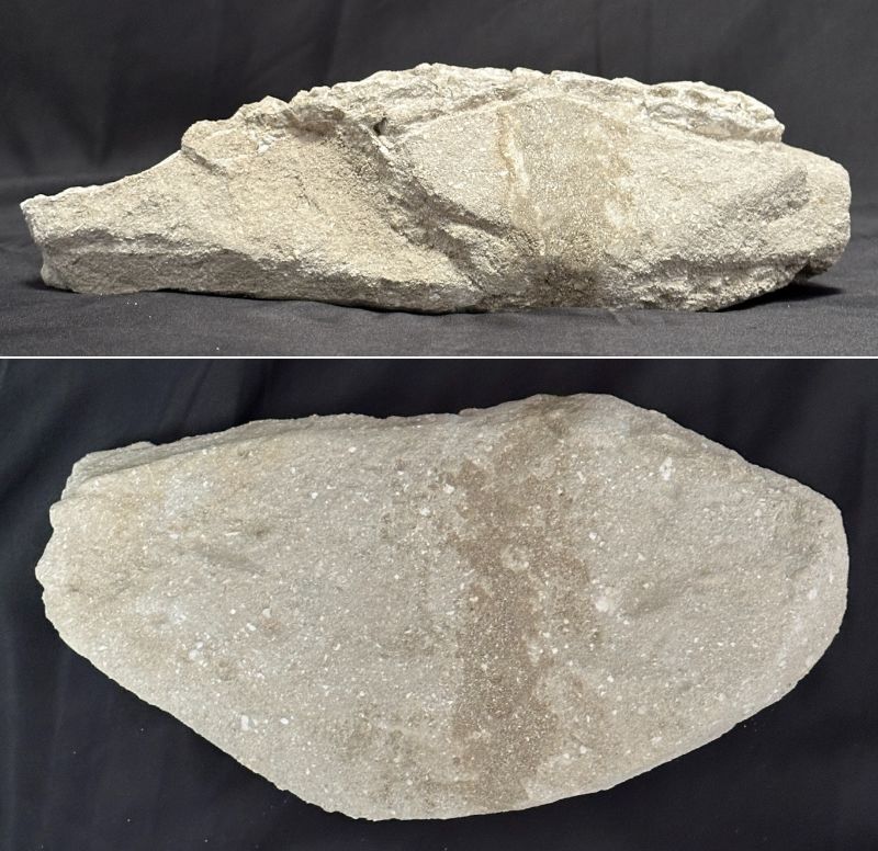 全身骨格◇海生爬虫類 化石 母岩◇頭骨 頭蓋骨 歯 牙/モロッコ
