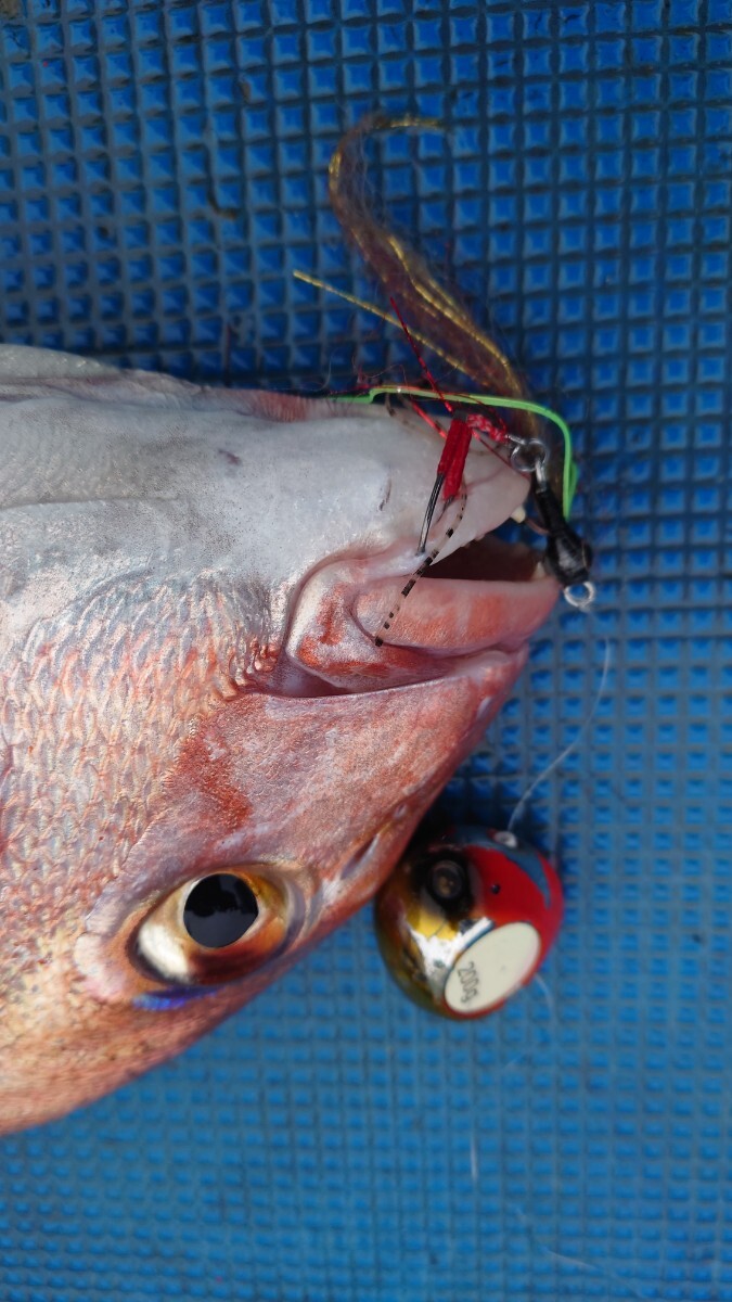 □□タイラバネクタイ冬春真鯛（イワシパターン）ロックフイッシュリグ紅牙SaqSasフック装着オレンジ・レッド系4匹セット即日発送！□□_画像7