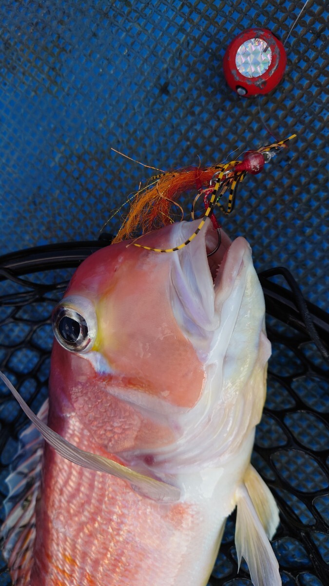 □□タイラバネクタイ冬春真鯛（イワシパターン）ロックフイッシュリグ紅牙SaqSasフック装着オレンジ・レッド系4匹セット即日発送！□□_画像8