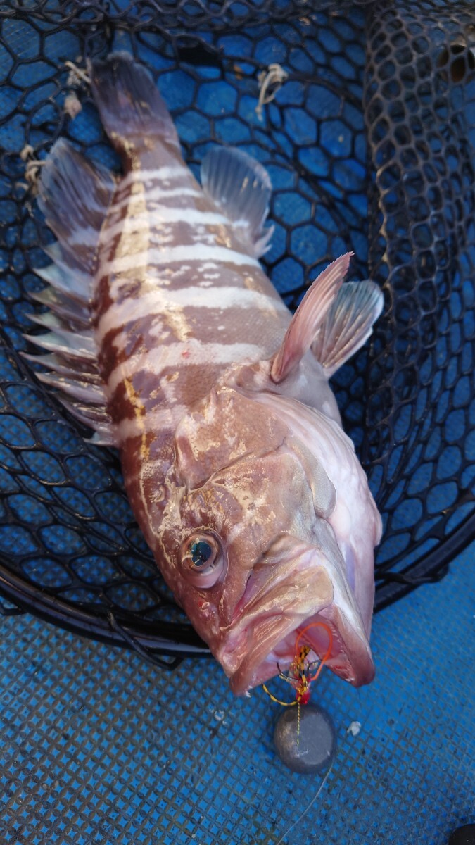 □□タイラバネクタイ冬春真鯛（イワシパターン）ロックフイッシュリグ紅牙SaqSasフック装着オレンジ・レッド系4匹セット即日発送！□□_画像10