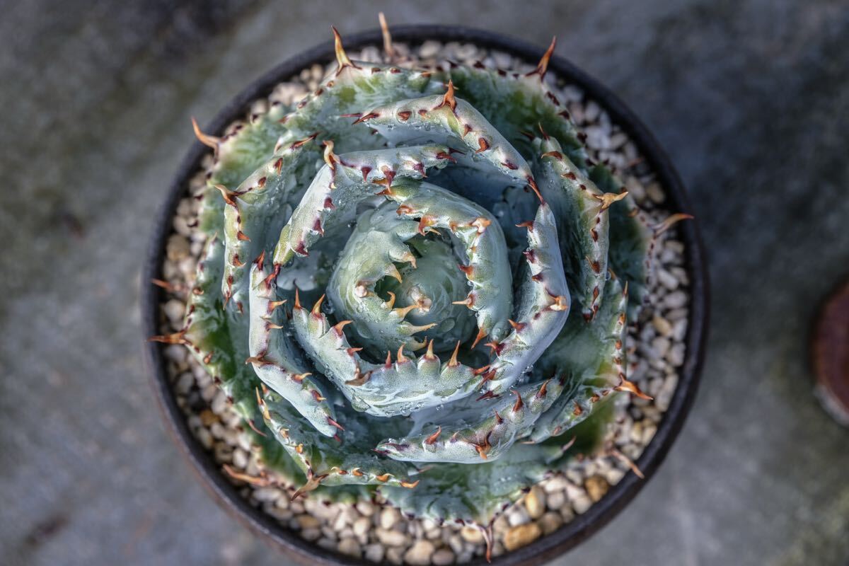 子株】甲蟹交種02 イシシメンシスハイブリッド hybridAgave 子株】甲蟹交種02 イシシメンシスハイブリッド hybridAgave