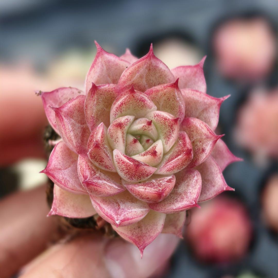 8韓国苗多肉植物寄せ植えットカット苗詰め合わせセット100苗ゼット(サボテン)|売買されたオークション情報、Yahoo!オークション(旧ヤフオク!) の商品情報をアーカイブ公開 - オークファン(aucfan.com) 8韓国苗多肉植物寄せ植えットカット苗詰め合わせセット100苗ゼット(サボテン)|売買されたオークション情報、Yahoo!オークション(旧ヤフオク!) の商品情報をアーカイブ公開 - オークファン(aucfan.com)