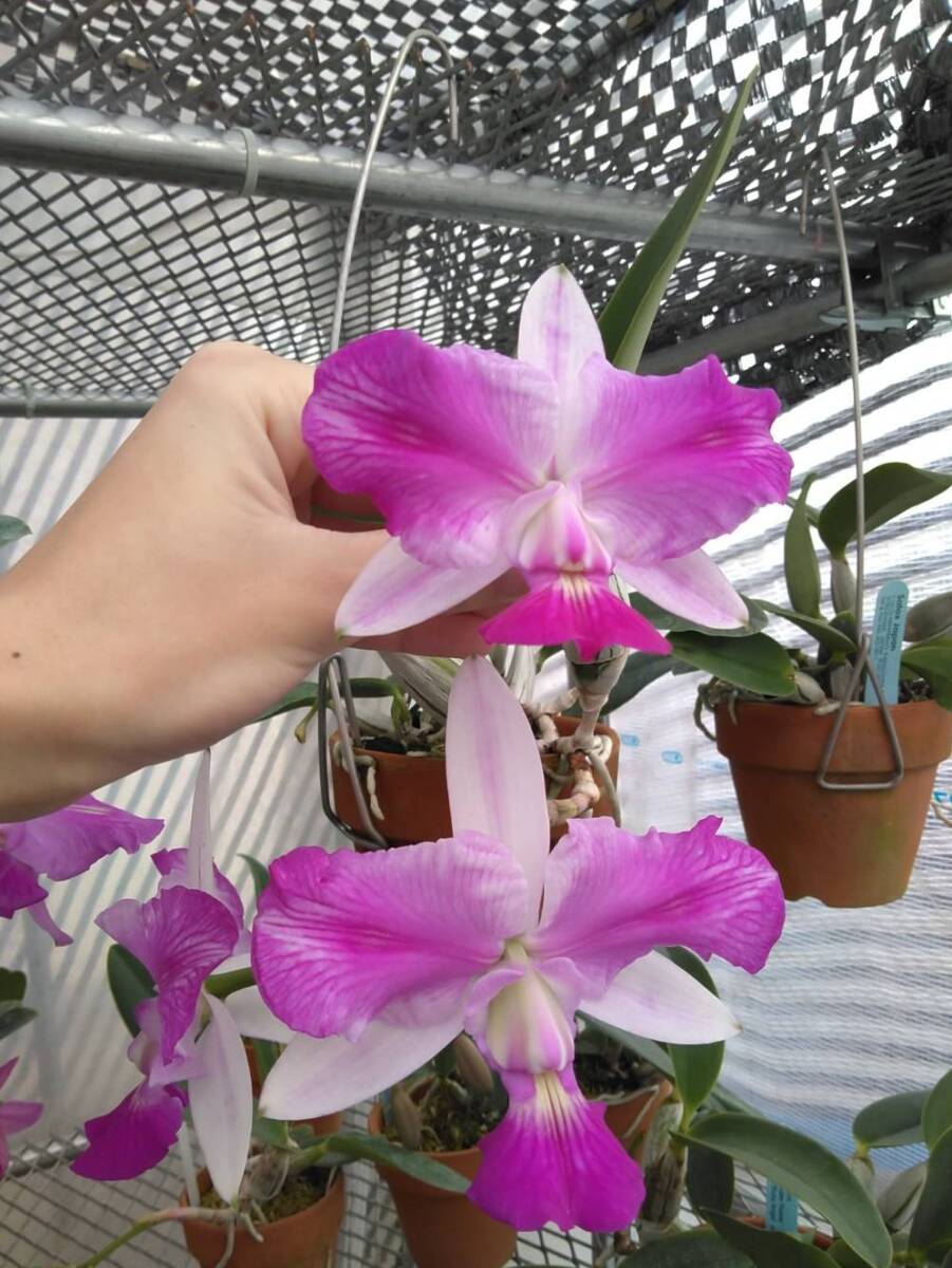 洋蘭原種 カトレア walkeriana ラベロイド CP苗 Yahoo!オークション - 洋蘭原種カトレア C. walkeriana f. semi