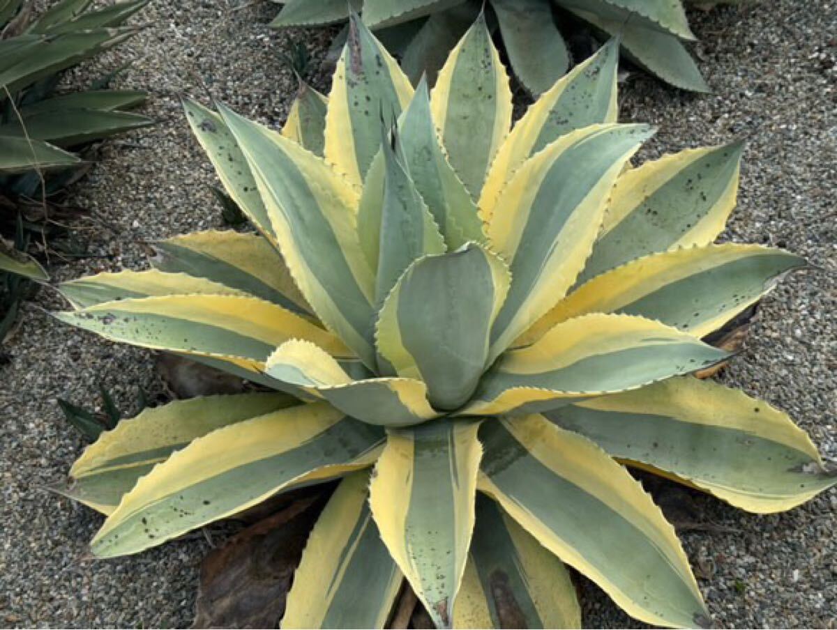 オバティフォリアオルカ