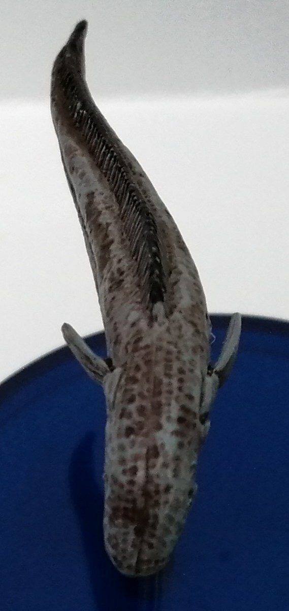 ヨミノアシロ　不思議生物大百科 深淵の放浪者 深海魚　フィギュア　訳あり