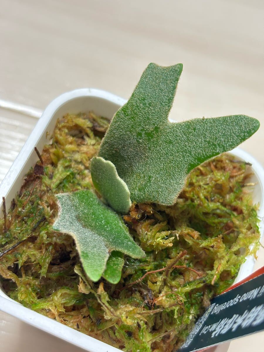 P.willinckii 'Nano'' dwarf spore 0312a（ビカクシダ