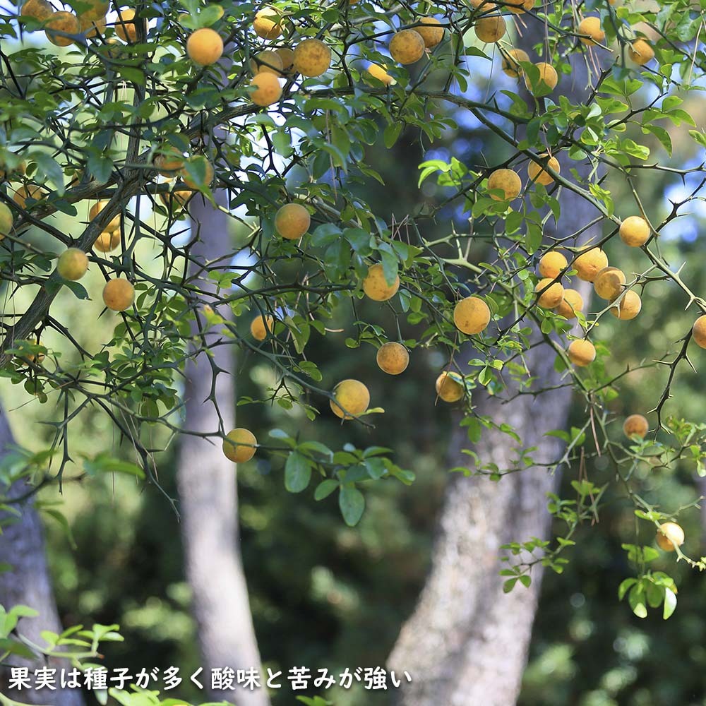 item_image_10