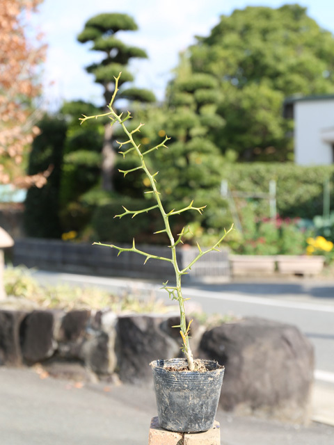 item_image_2