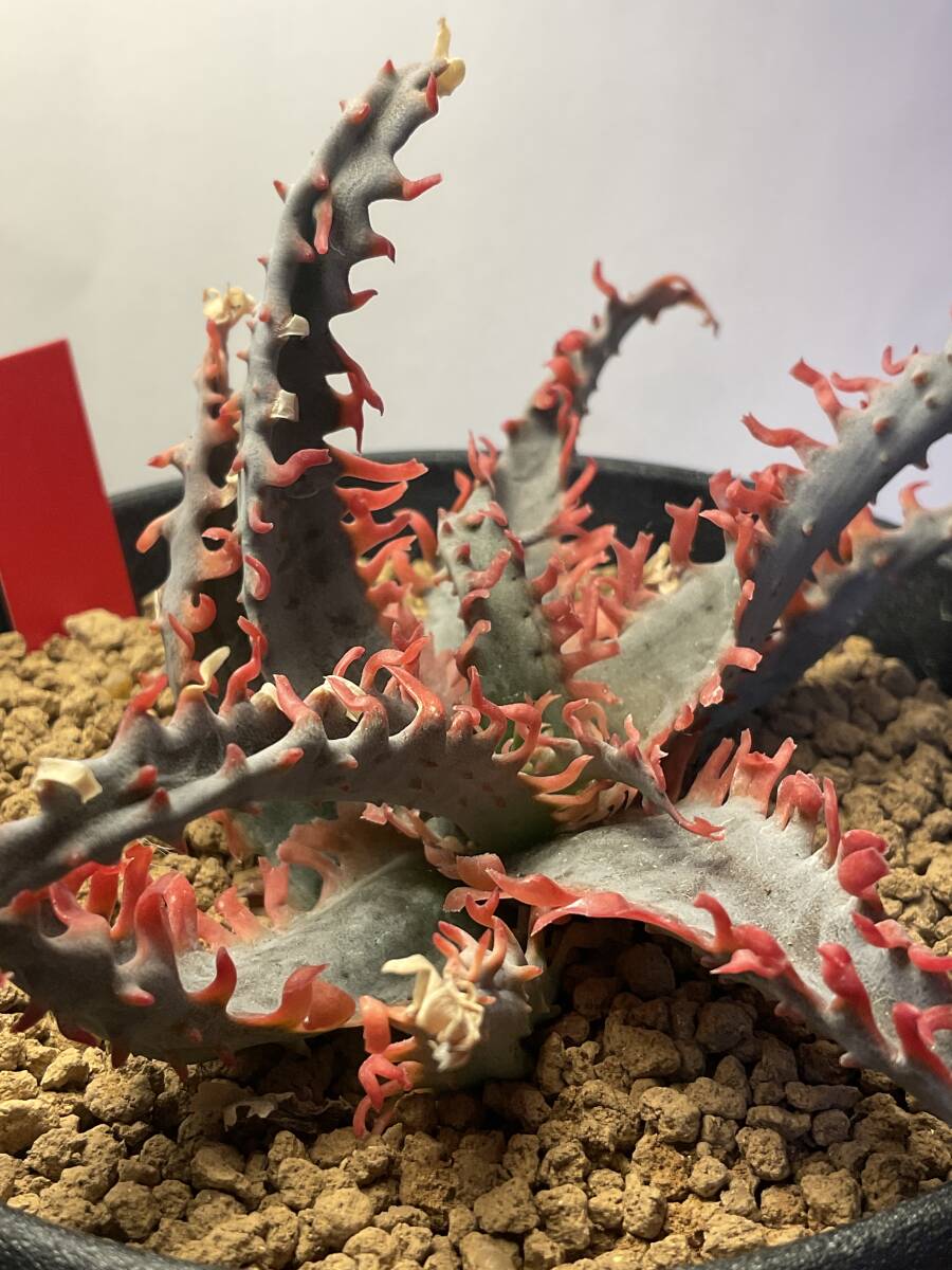 多肉植物 アロエ TCT ハイブリッド ドラゴンフィッシュ ネームド 多肉植物 アロエ TCT ハイブリッド ドラゴンフィッシュ ネームド