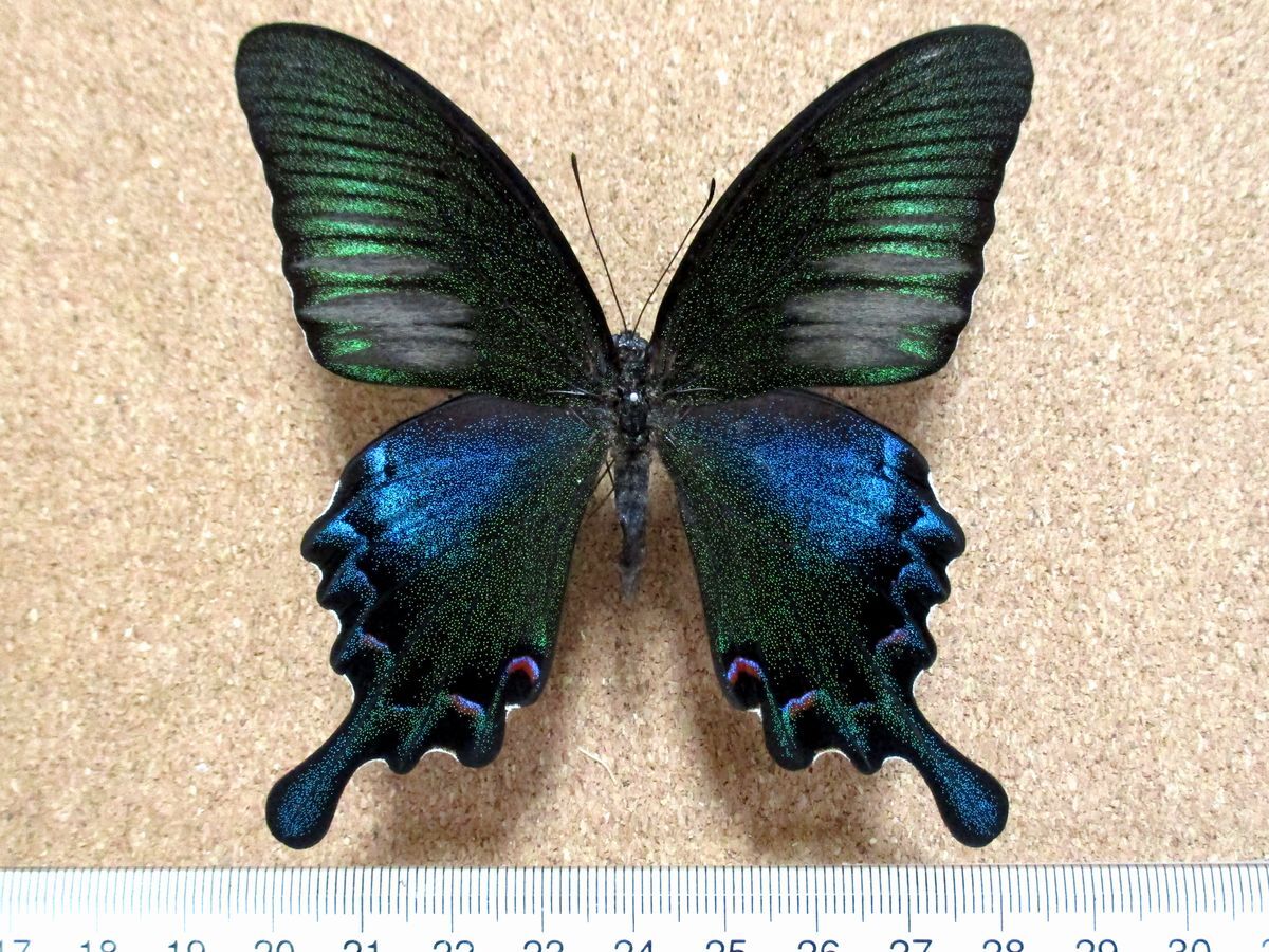 蝶 標本 タカサゴカラスアゲハ♂(台湾産)(虫類)|売買されたオークション情報、Yahoo!オークション(旧ヤフオク!) の商品情報をアーカイブ公開 - オークファン(aucfan.com) 蝶 標本 タカサゴカラスアゲハ♂(台湾産)(虫類)|売買されたオークション情報、Yahoo!オークション(旧ヤフオク!) の商品情報をアーカイブ公開 - オークファン(aucfan.com)