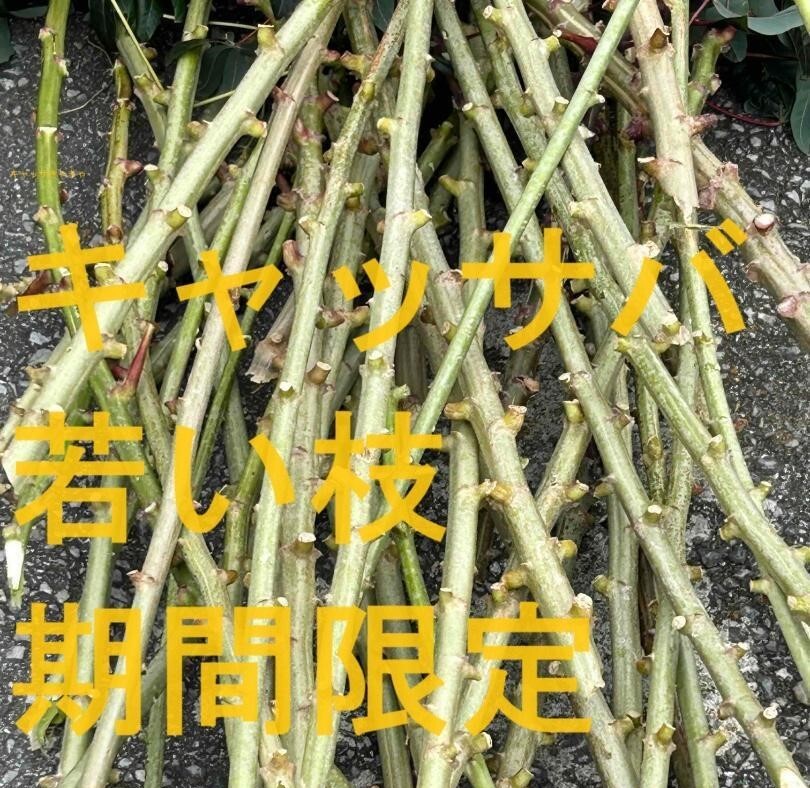 食味最高峰ゴールデン種 稼げる キャッサバ 10本x10cm挿木 埋木 食味最高峰ゴールデン種 稼げる キャッサバ 10本x10cm挿木 埋木