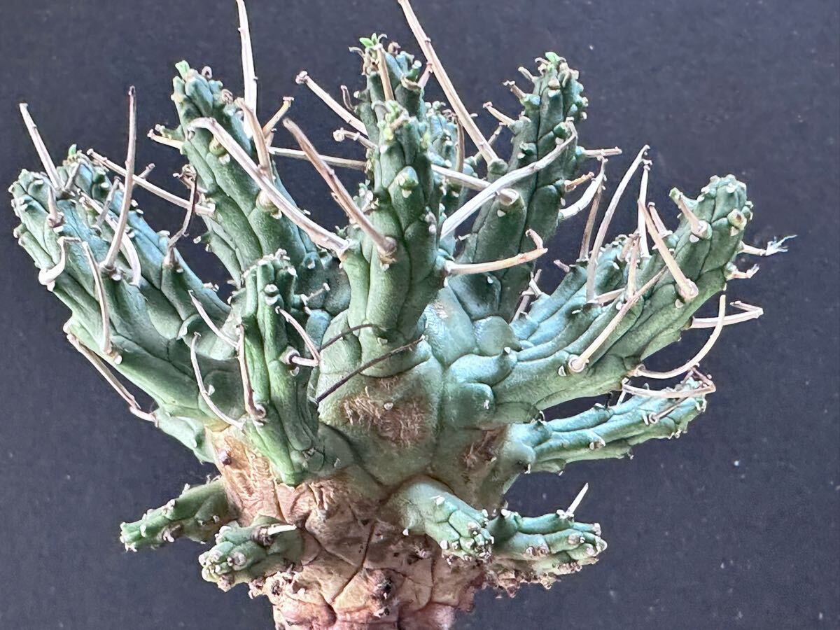 No.578 特選 ユーフォルビア デセプタ/Euphorbia decepta/希少株 No.578 特選 ユーフォルビア デセプタ/Euphorbia decepta/希少株