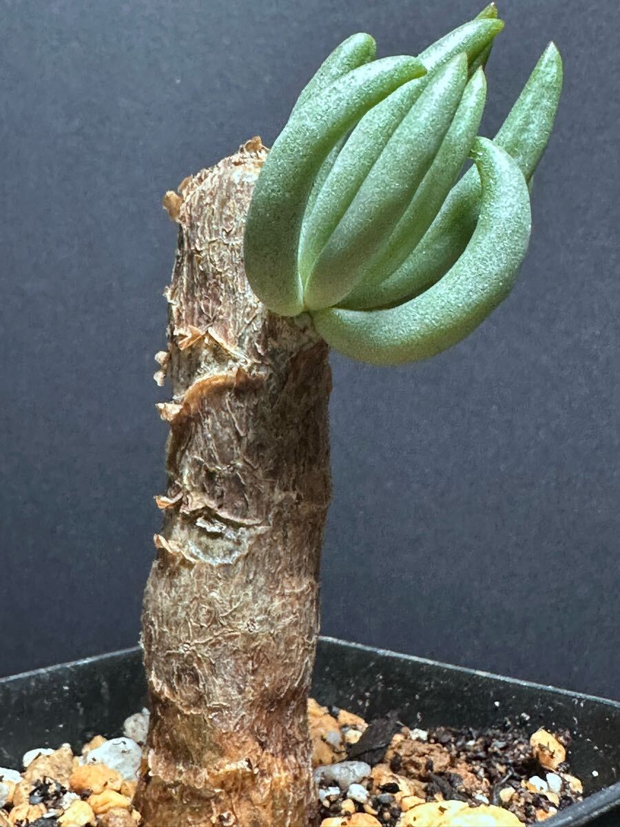 龍園觀】①No.846 特選 塊根植物 チレコドン ペアルソニー 龍園觀】①No.846 特選 塊根植物 チレコドン ペアルソニー