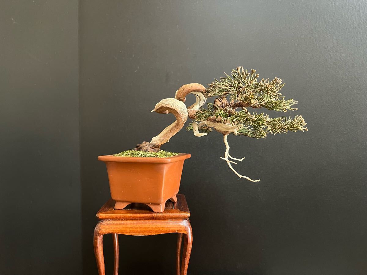 真柏盆栽 糸魚川真柏 捻転シャリ幹 小品盆栽 ミニ盆栽 樹高上下ジン 真柏盆栽 糸魚川真柏 捻転シャリ幹 小品盆栽 ミニ盆栽 樹高上下ジン