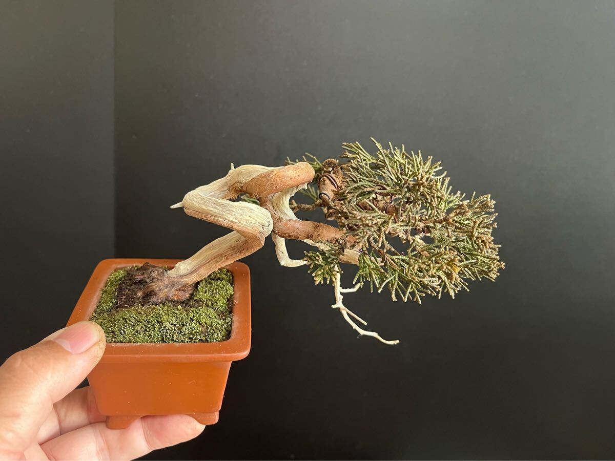 真柏盆栽 糸魚川真柏 捻転シャリ幹 小品盆栽 ミニ盆栽 樹高上下ジン 真柏盆栽 糸魚川真柏 捻転シャリ幹 小品盆栽 ミニ盆栽 樹高上下ジン