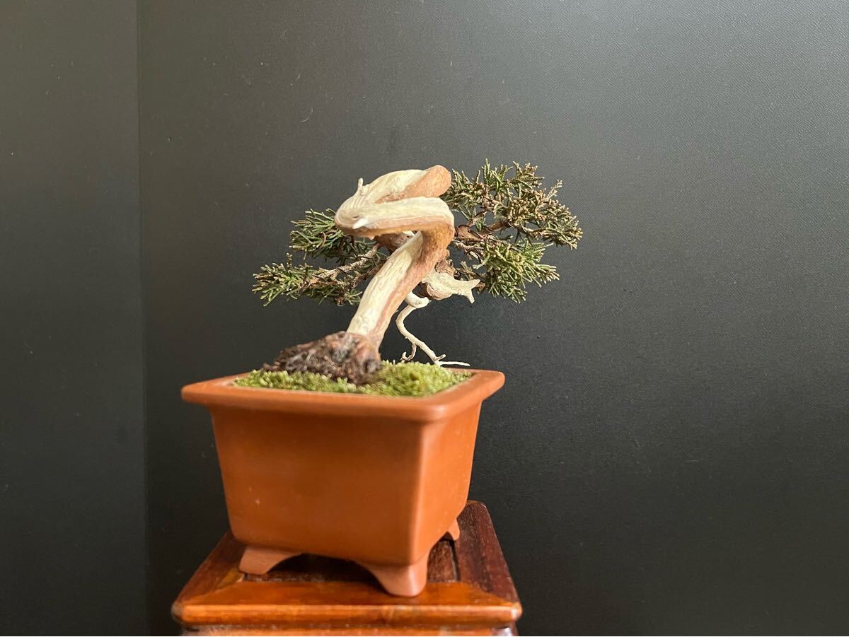 真柏盆栽 糸魚川真柏 捻転シャリ幹 小品盆栽 ミニ盆栽 樹高上下ジン 真柏盆栽 糸魚川真柏 捻転シャリ幹 小品盆栽 ミニ盆栽 樹高上下ジン