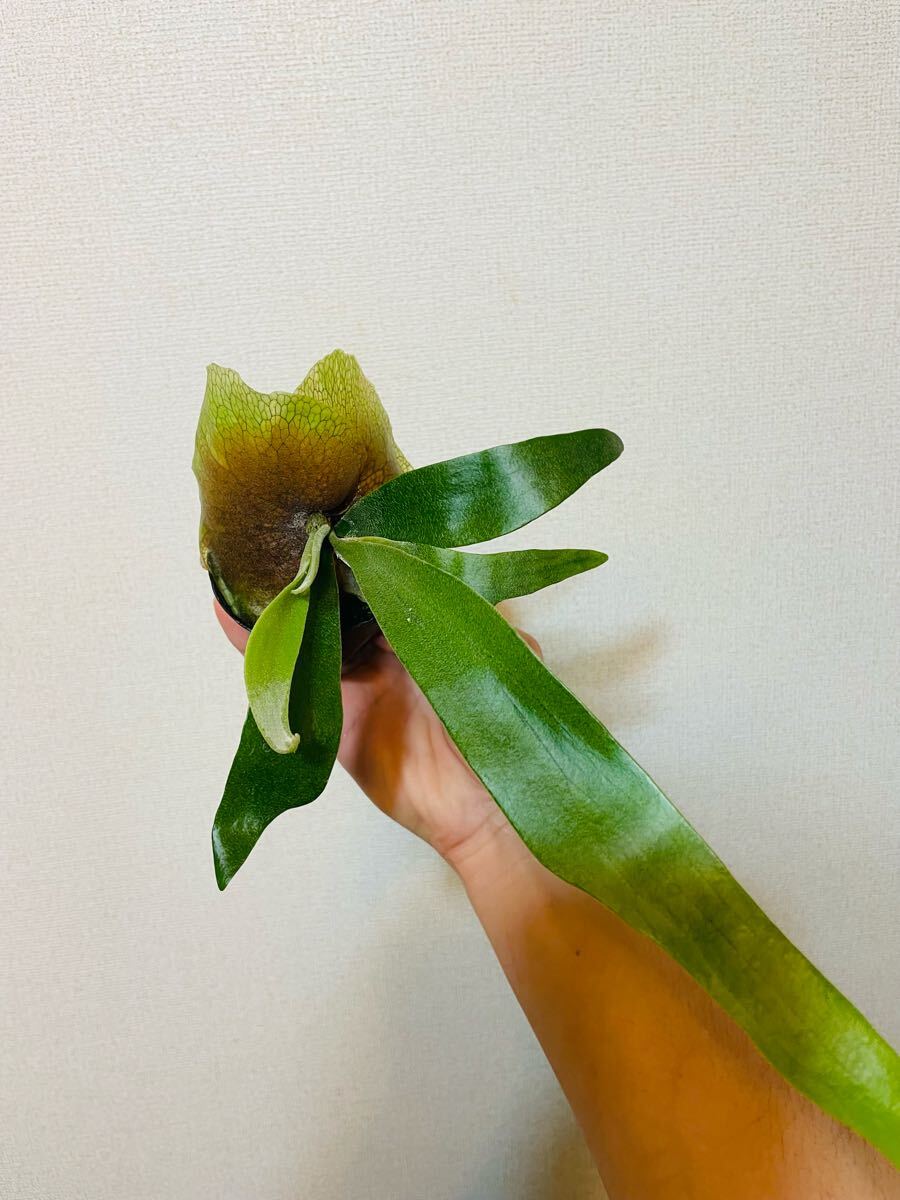 P.kirin(P.willinckii × P.bifurcatum japanese hybrid