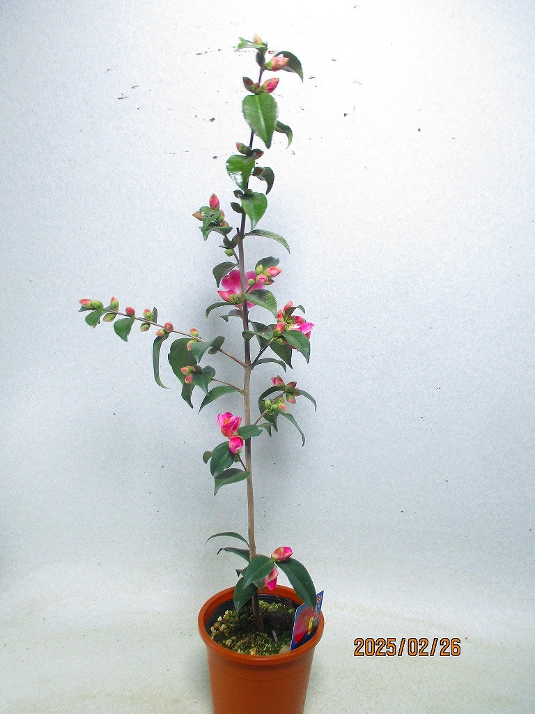 item_image_9