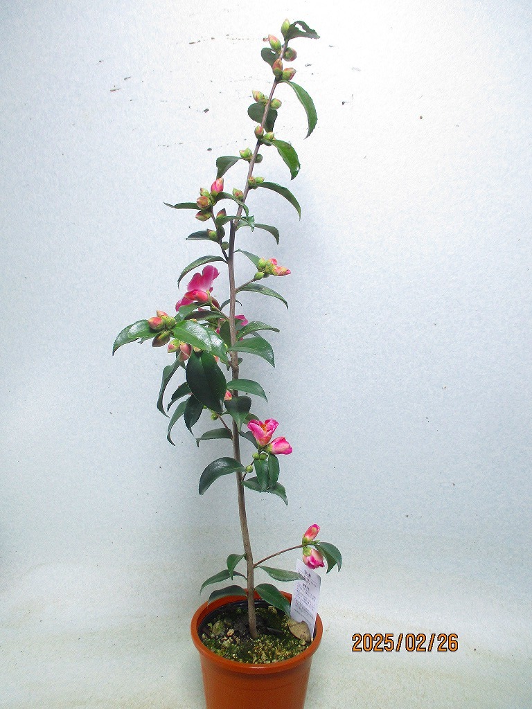 item_image_8