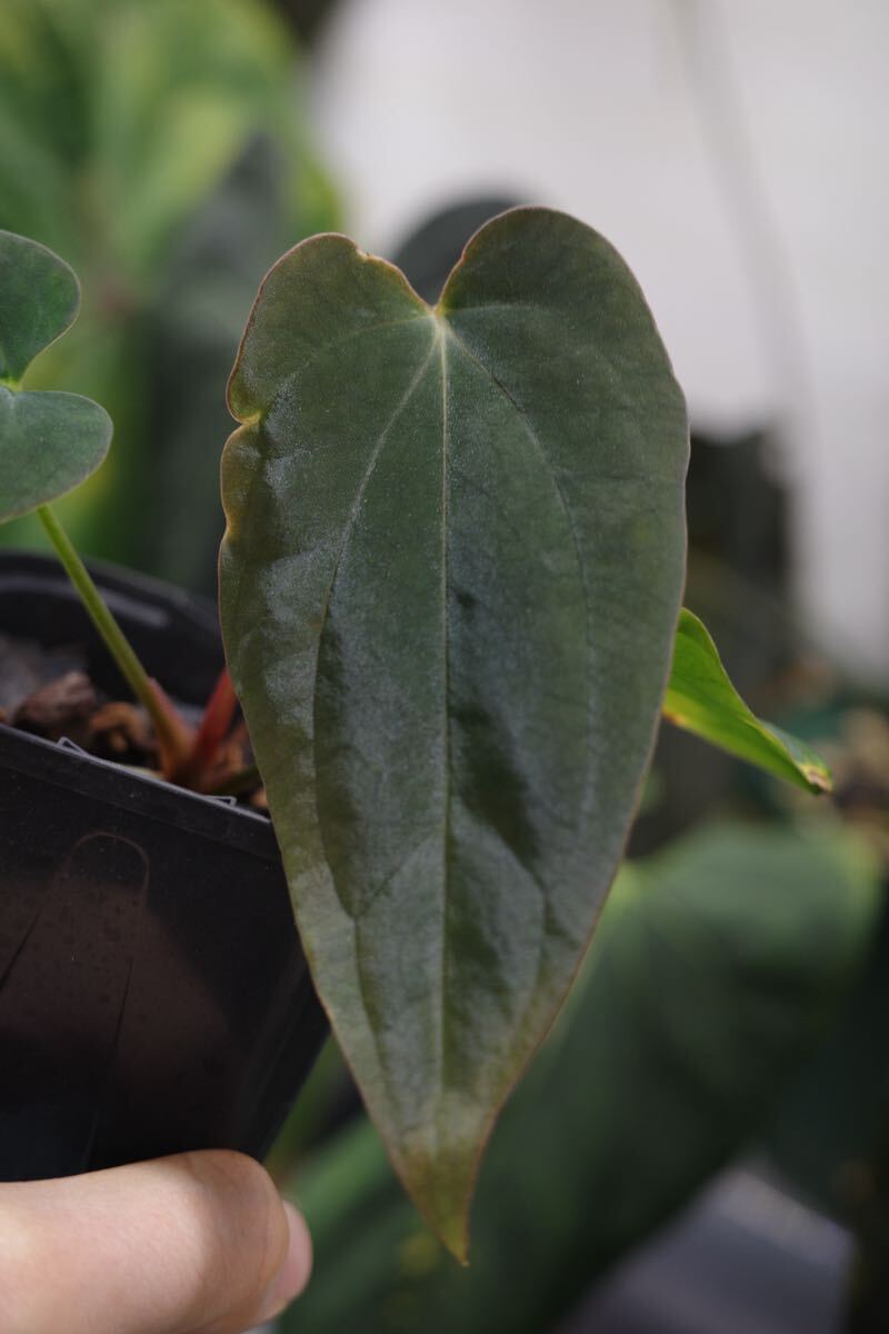 Anthuroom】Anthurium antolakii (Scott Cohen) x self アンスリウム Anthuroom】Anthurium antolakii (Scott Cohen) x self アンスリウム