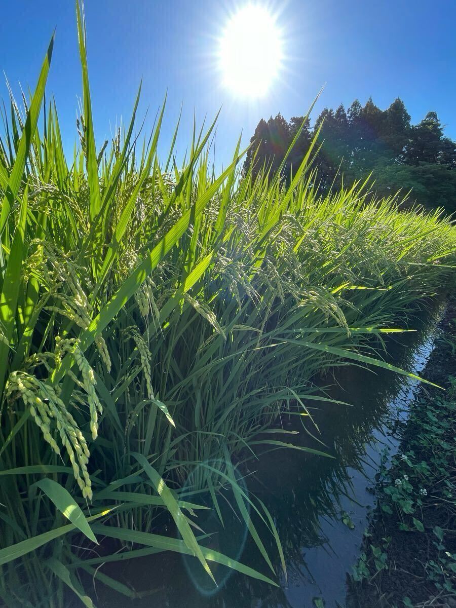 令和6年 特別栽培ひとめぼれ 化学肥料、農薬不使用、玄米30k 一等 令和6年 特別栽培ひとめぼれ 化学肥料、農薬不使用、玄米30k 一等