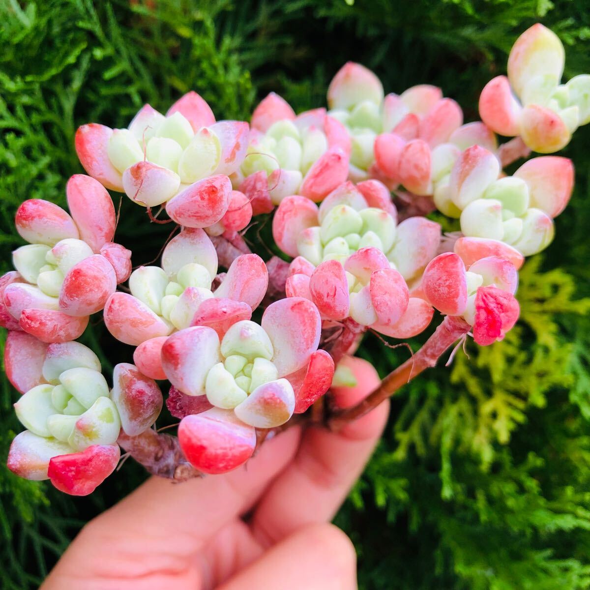 ピンクフレヌ　群生　エケベリア　多肉植物