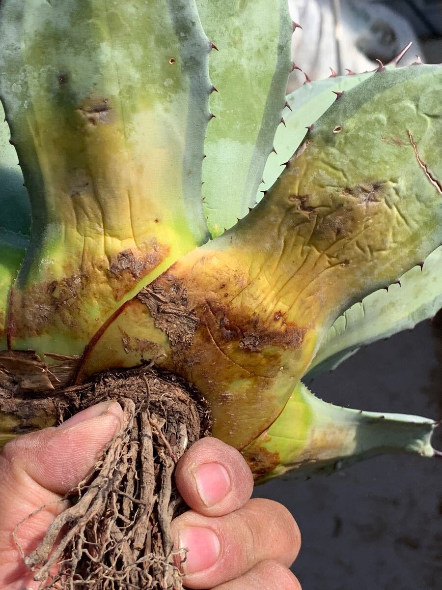 多肉植物アガべ吉祥天中斑超大親株 多肉植物アガべ吉祥天中斑超大親株