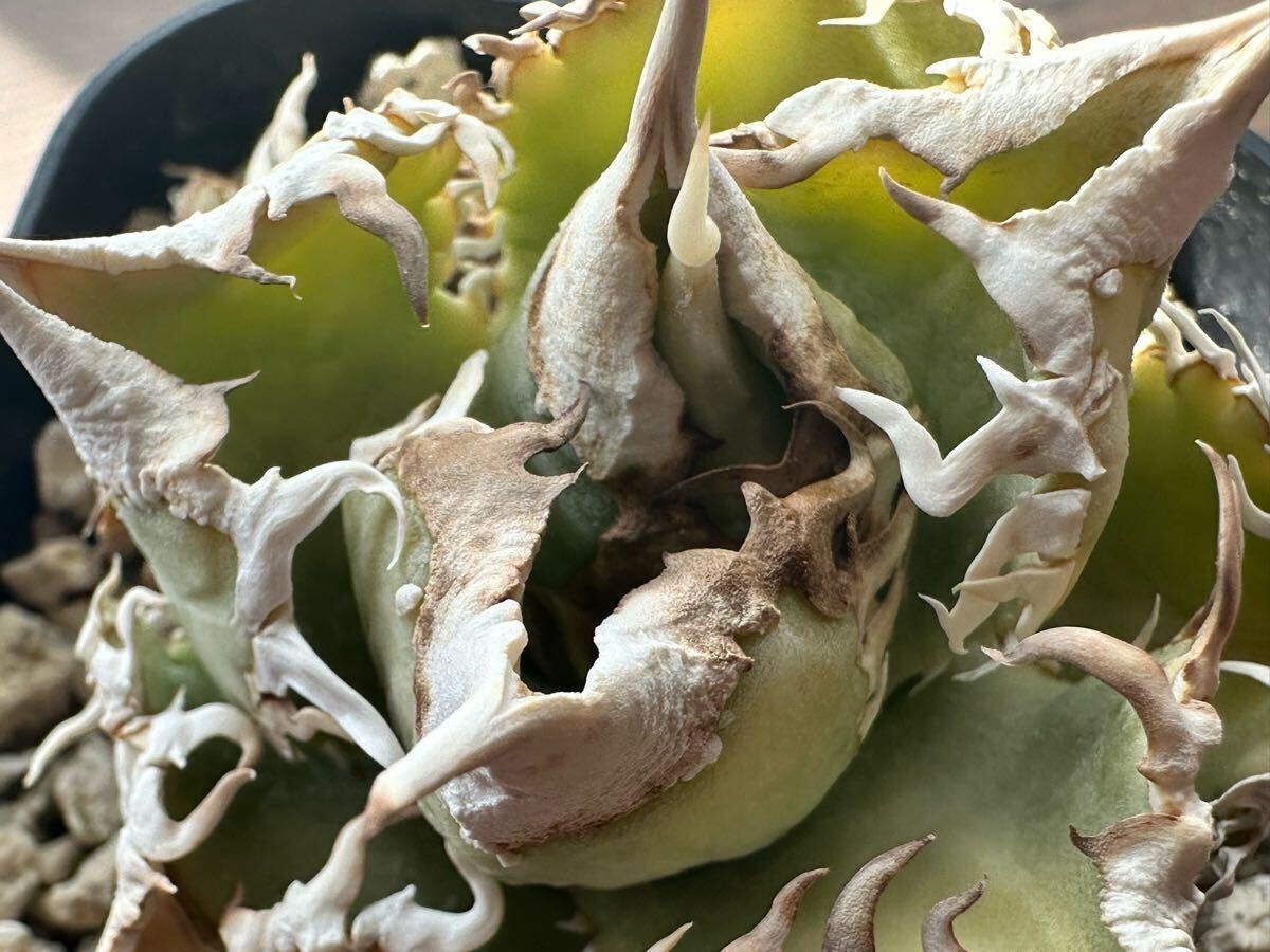 Yahoo!オークション - 稀少 レア アガベ ivory.w.a 子株 agave Yahoo!オークション - 稀少 レア アガベ ivory.w.a 子株 agave