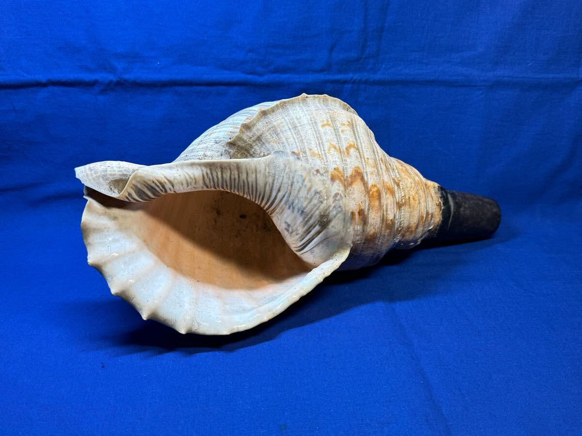 法螺貝 37.4cm 貝袋付 795g あいかわら 34000円 山伏修験 法螺貝 37.4cm 貝袋付 795g あいかわら 34000円 山伏修験