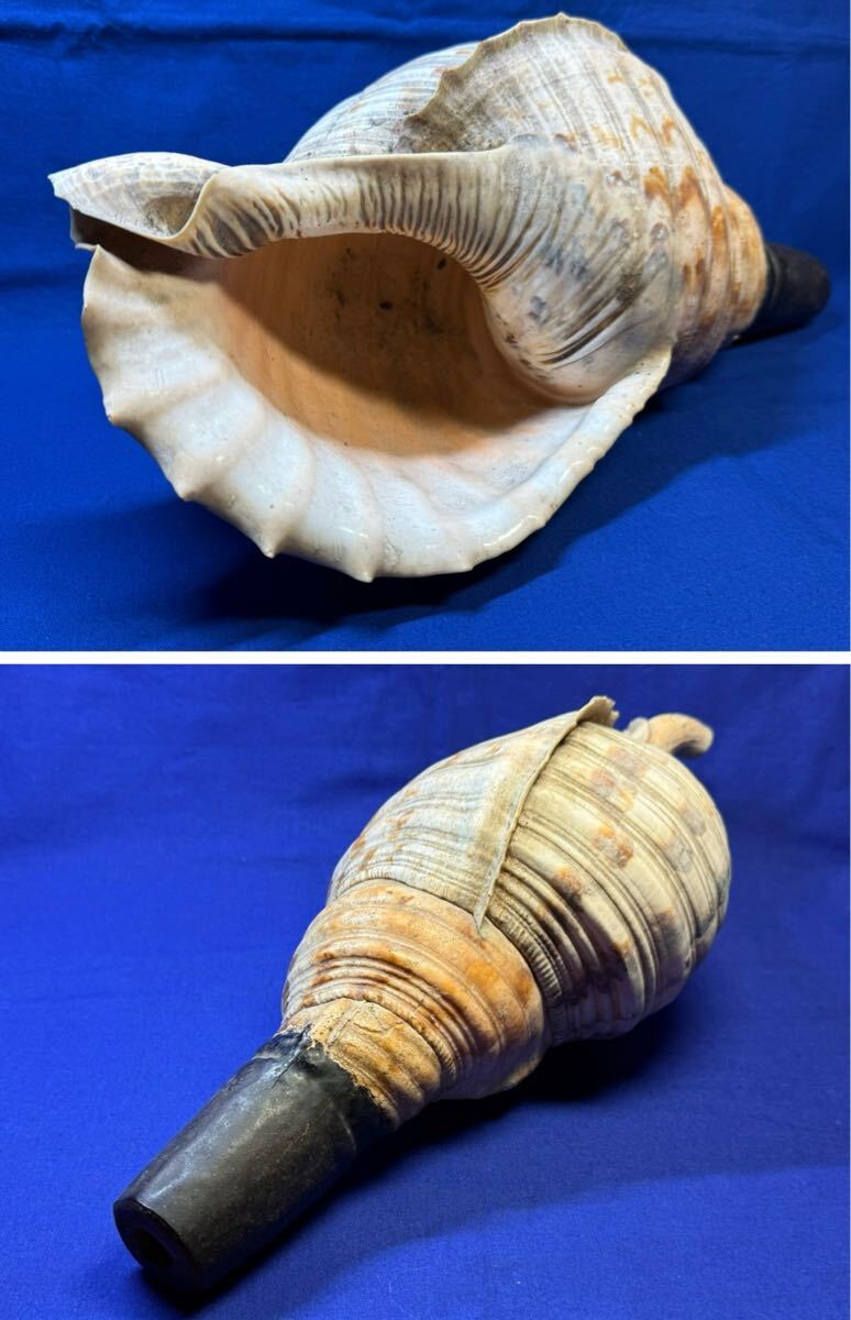 NO.1313 法螺貝 40cm ほら貝 ホラ貝 山伏 笛 オブジェ