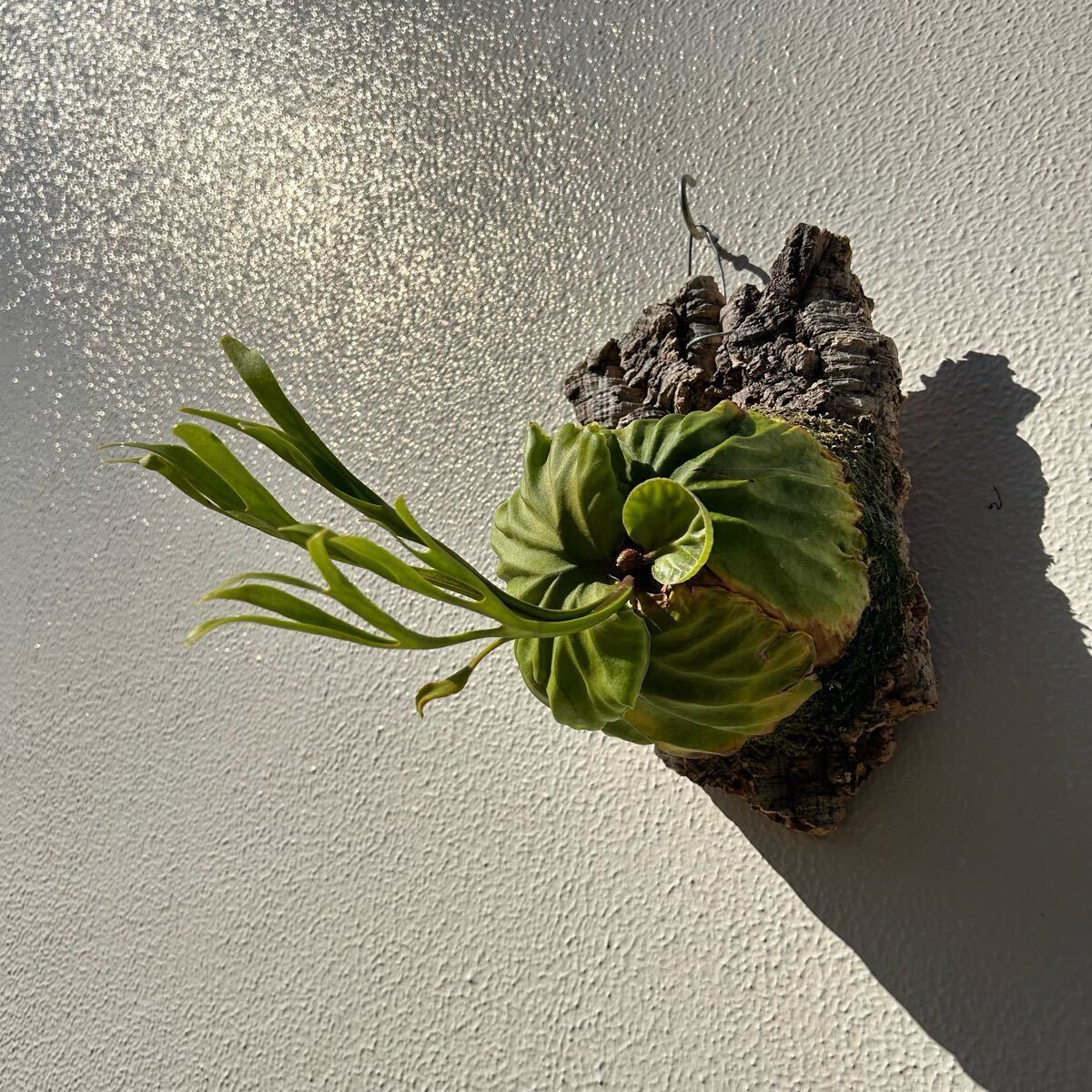 P.ridleyi リドレイ 極細葉 多分岐タイプ ビカクシダ コウモリ