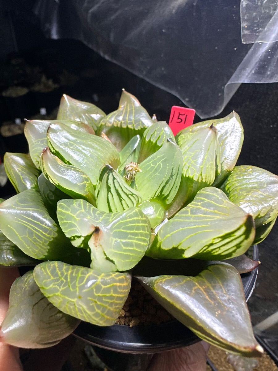 151 ハオルチア 多肉植物 裏実生親木「糯」自家繁殖 151 ハオルチア 多肉植物 裏実生親木「糯」自家繁殖