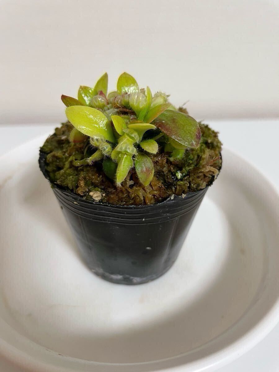 Cephalotus follicularis Dudley Watts Araflora セファロタス Cephalotus follicularis Dudley Watts Araflora セファロタス