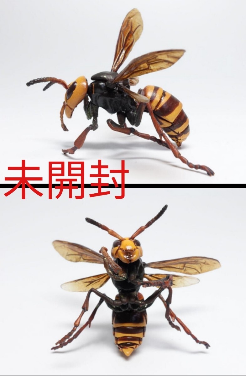 Amazon.co.jp: 原色日本昆虫図鑑I オオスズメバチ : Toys Amazon.co.jp: 原色日本昆虫図鑑I オオスズメバチ : Toys