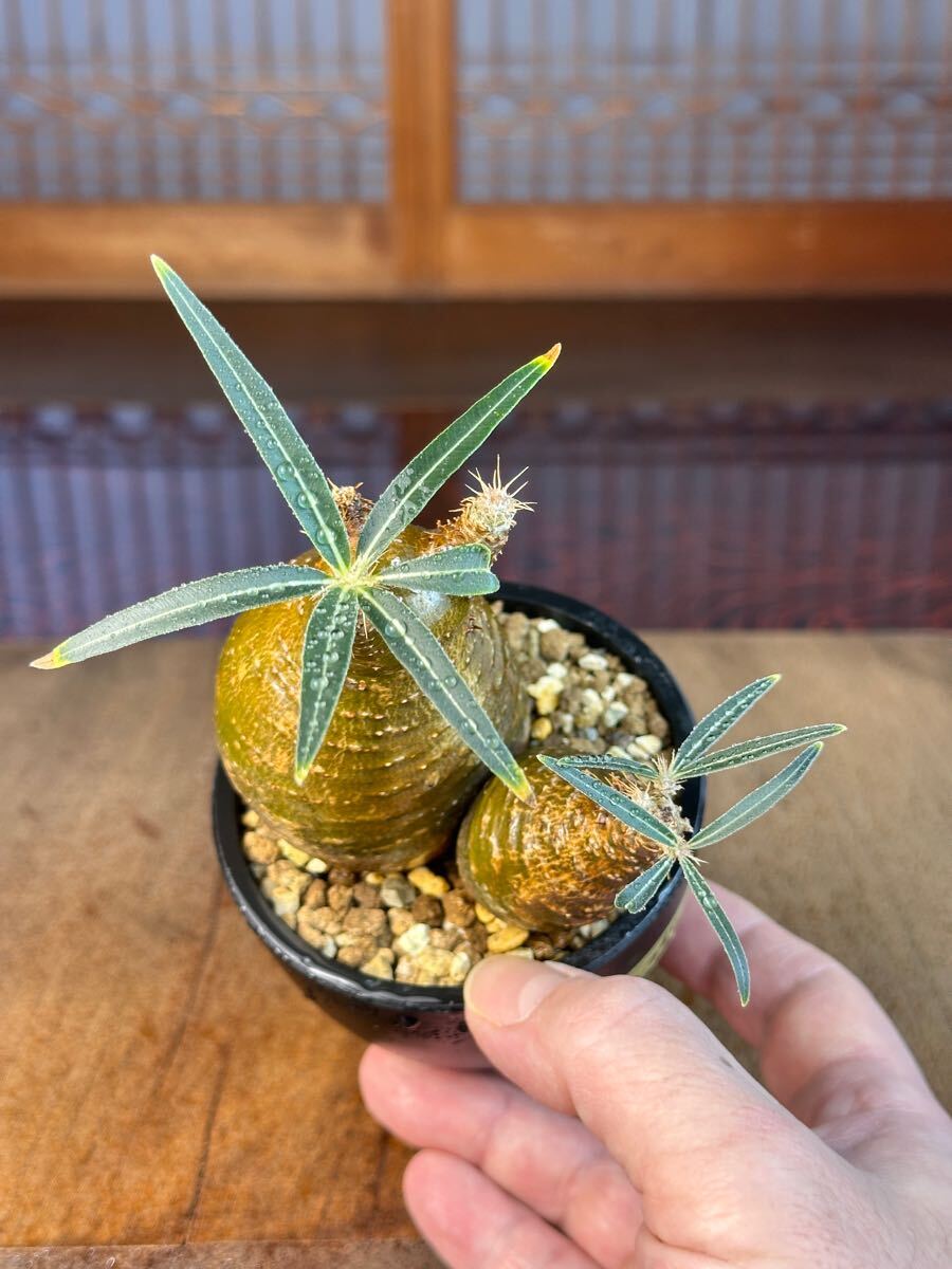 240 発根済 現地球 グラキリス 2頭 パキポディウム 塊根植物 発 240 発根済 現地球 グラキリス 2頭 パキポディウム 塊根植物 発