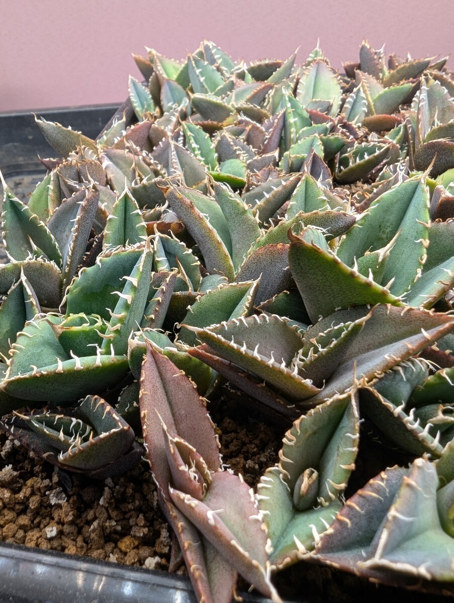 アガベ 137 約60株セット オアハカ産 メキシコ オテロイ 実生株