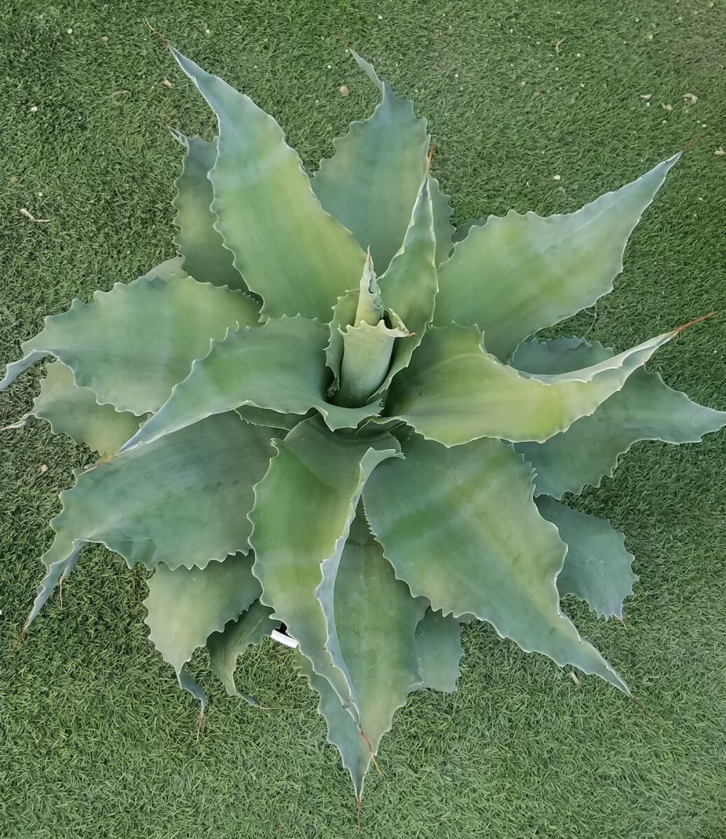 US輸入【希少特選株】アガベ オバティフォリア クラーケン Agave US輸入【希少特選株】アガベ オバティフォリア クラーケン Agave