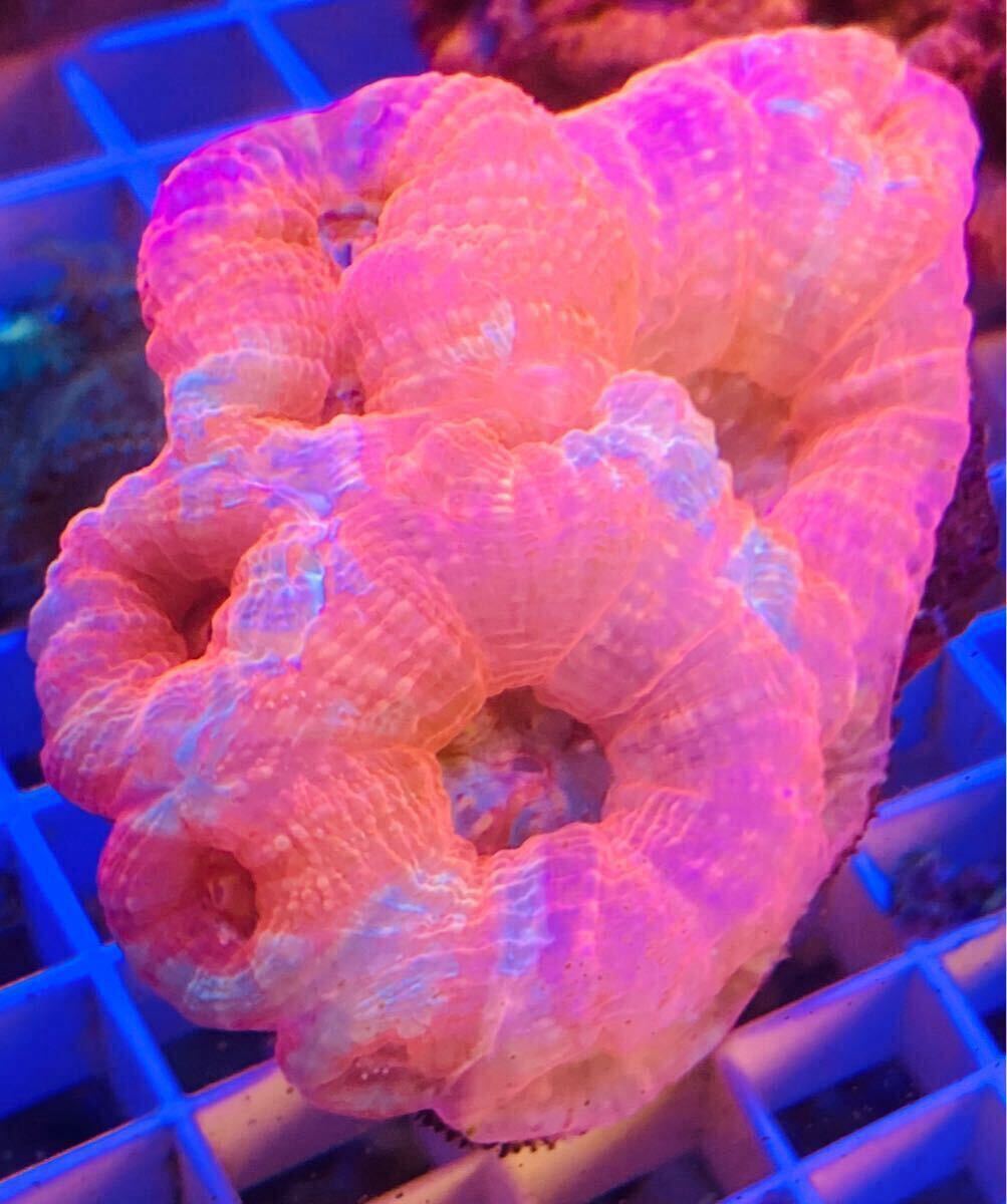 ☆サンゴ☆オオトゲキクメイシボアバンキー☆トンガ☆極美梱包 ☆サンゴ☆オオトゲキクメイシボアバンキー☆トンガ☆極美梱包
