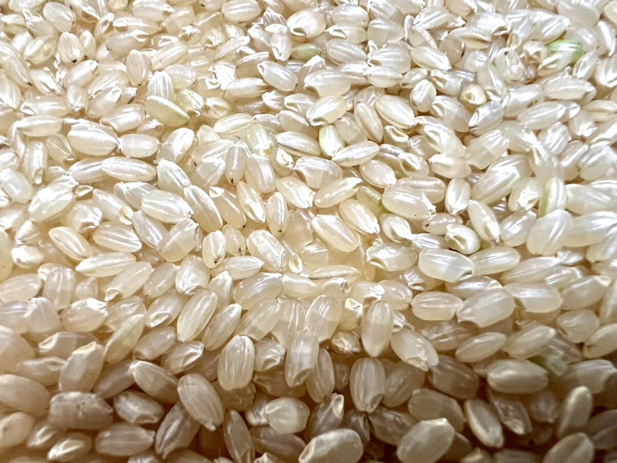 令和６年度米/石川県能登産こしひかり/精米20kg/送料無料！/自家製もち米100％のお餅サービス！