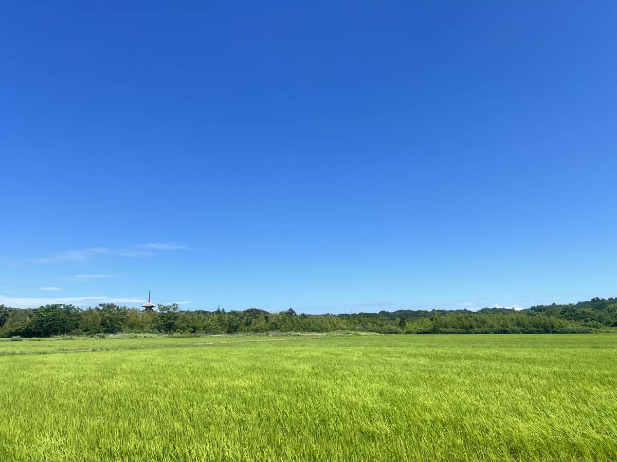 令和６年度米/石川県能登産こしひかり/精米20kg/送料無料！/自家製もち米100％のお餅サービス！
