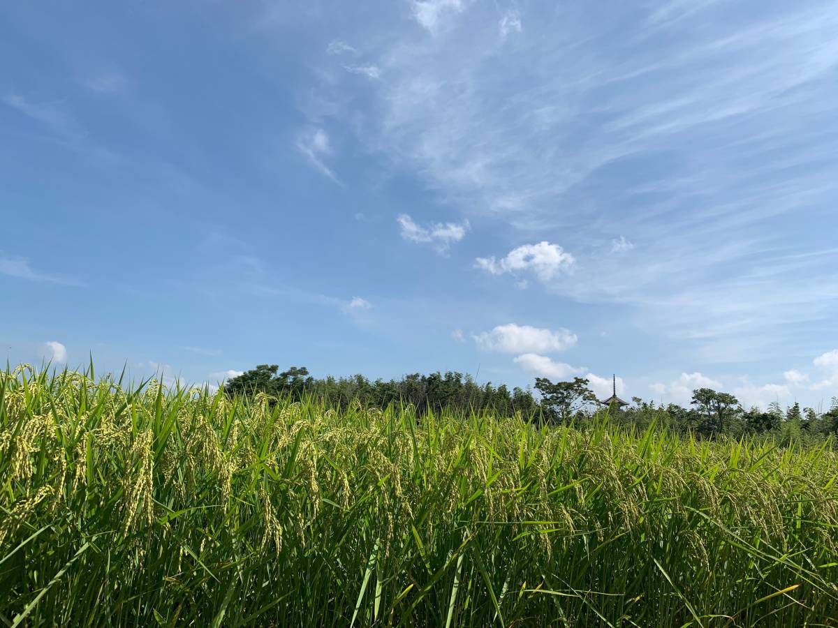 令和６年度米/石川県能登産こしひかり/精米20kg/送料無料！/自家製もち米100％のお餅サービス！