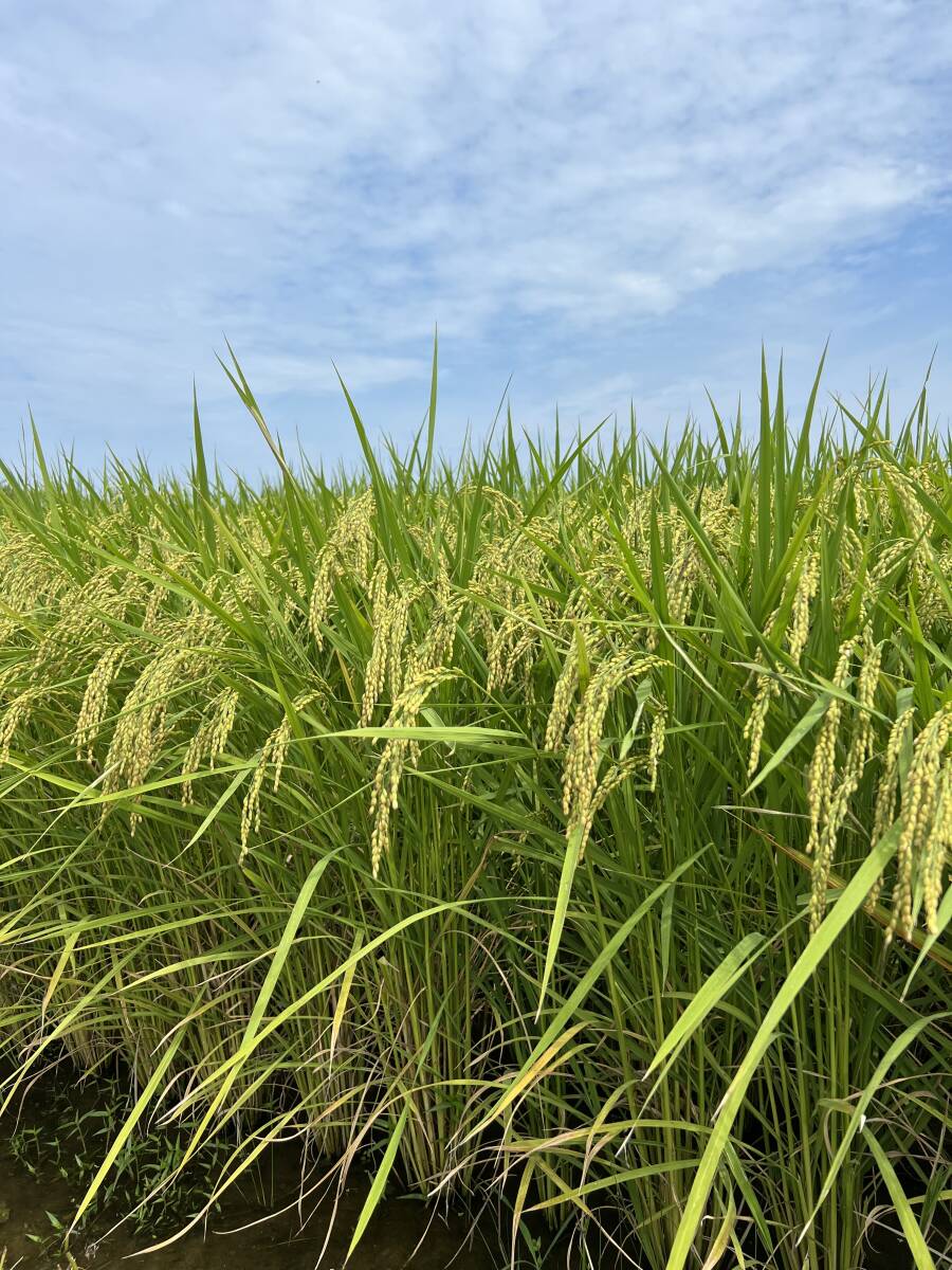 令和６年度米/石川県能登産こしひかり/精米20kg/送料無料！/自家製もち米100％のお餅サービス！