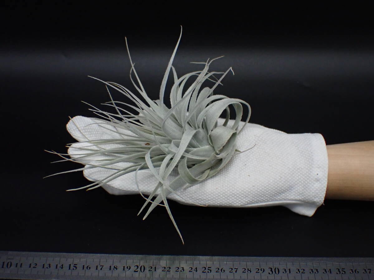 【a】 adidas ZX in Unique Colourways | JD Sports Greece