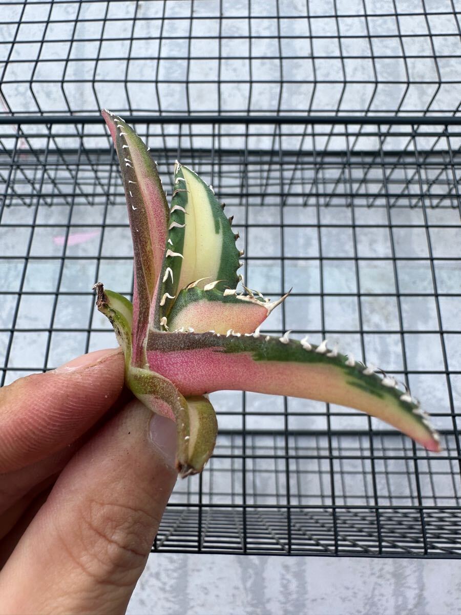 FJ Agave】21アガベ チタノタ 太陽神錦 黄中斑錦 鮮明錦 斑入り FJ Agave】21アガベ チタノタ 太陽神錦 黄中斑錦 鮮明錦 斑入り