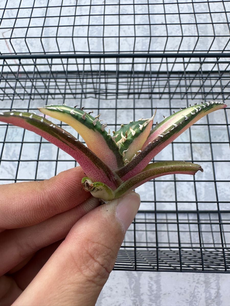 FJ Agave】21アガベ チタノタ 太陽神錦 黄中斑錦 鮮明錦 斑入り FJ Agave】21アガベ チタノタ 太陽神錦 黄中斑錦 鮮明錦 斑入り