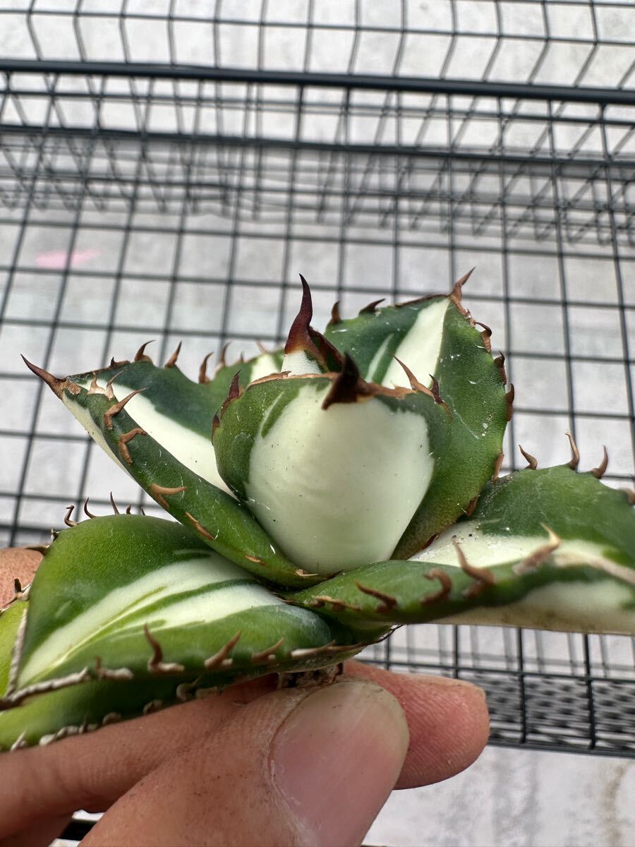 FJ Agave】74アガベ チタノタ 太陽神錦 瓷白中斑錦 鮮明錦 FJ Agave】74アガベ チタノタ 太陽神錦 瓷白中斑錦 鮮明錦