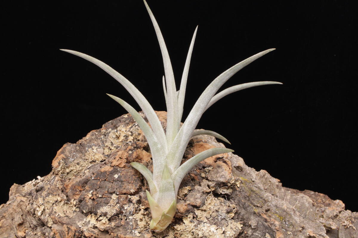151 ハオルチア 多肉植物 裏実生親木「糯」自家繁殖 151 ハオルチア 多肉植物 裏実生親木「糯」自家繁殖